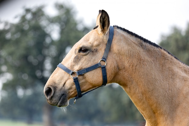 Hermoso caballo en el campo.