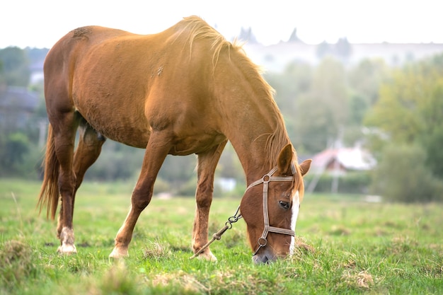 Hermoso caballo castaño pastando en el campo de verano de pastizales verdes