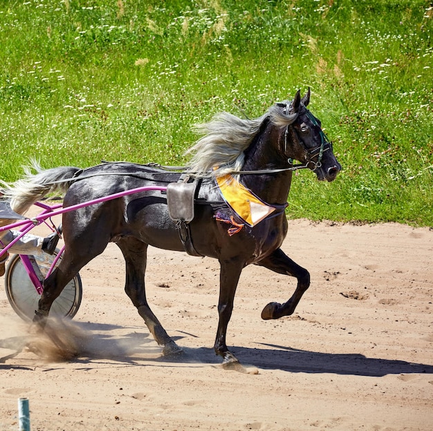 hermoso caballo corriendo a lo largo de un hipódromo