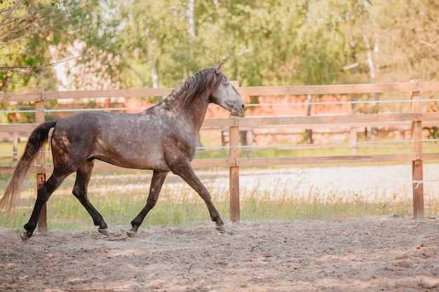 Hermoso caballo en el fondo de verano