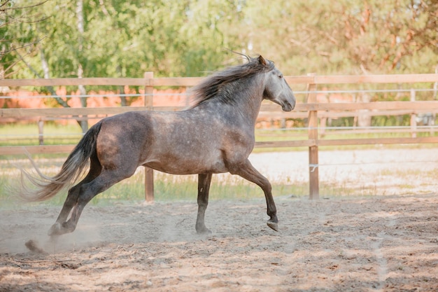 Hermoso caballo en el fondo de verano