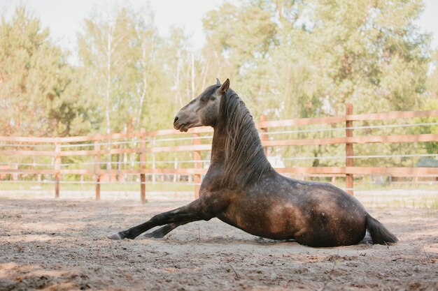 Hermoso caballo en el fondo de verano