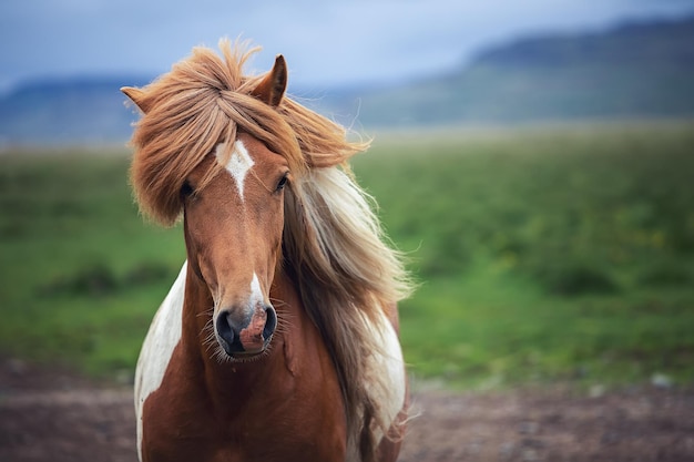 Hermoso caballo islandés en el campo Islandia
