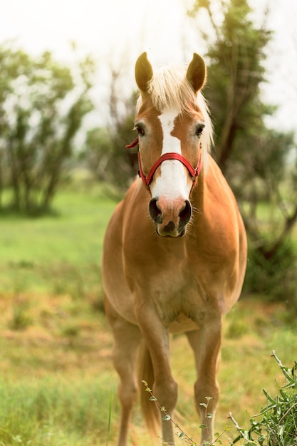 Hermoso caballo marrón en campo