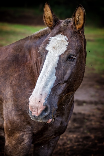 Hermoso caballo marrón de cerca