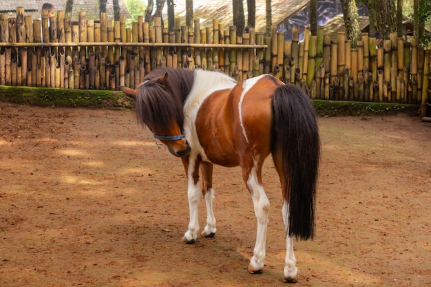 Foto un hermoso caballo marrón detrás de la valla de bambú en la pequeña granja