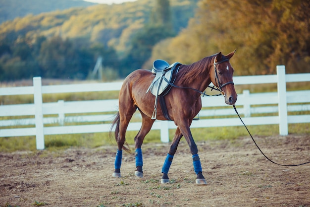 Un hermoso caballo marrón está caminando por la granja.