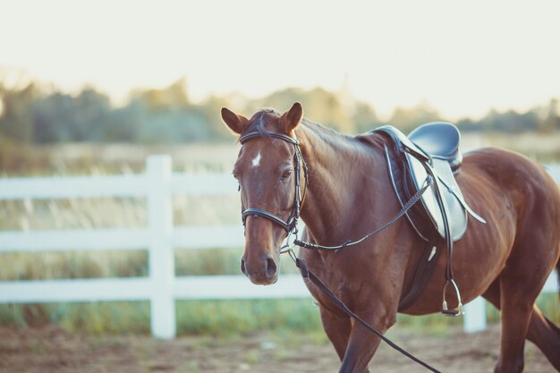 Un hermoso caballo marrón está caminando por la granja.