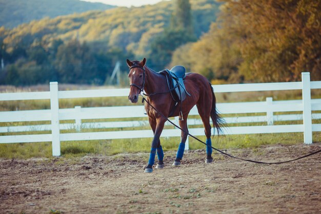 Un hermoso caballo marrón está caminando por la granja.