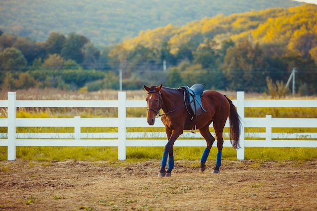 Un hermoso caballo marrón está caminando por la granja.