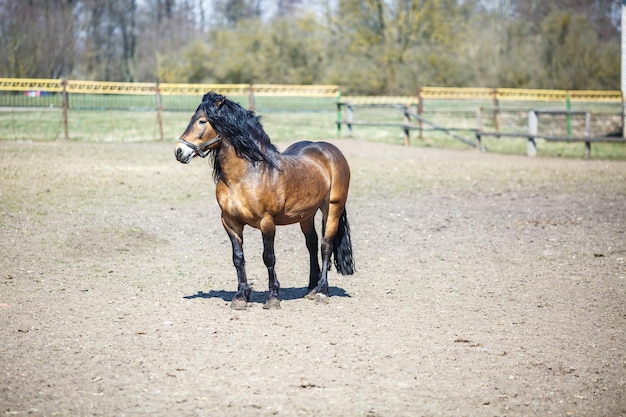 Hermoso caballo marrón con melena negra camina detrás de la cerca