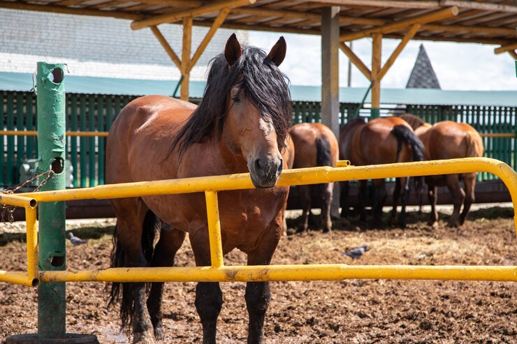 Foto hermoso caballo marrón con melena negra en la granja.criador de sementales de camiones pesados de raza lituana
