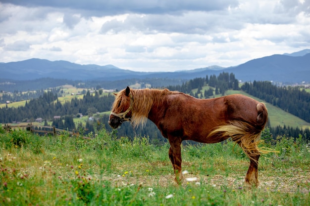 Hermoso caballo marrón en montañas archivadas en el campo de fondo