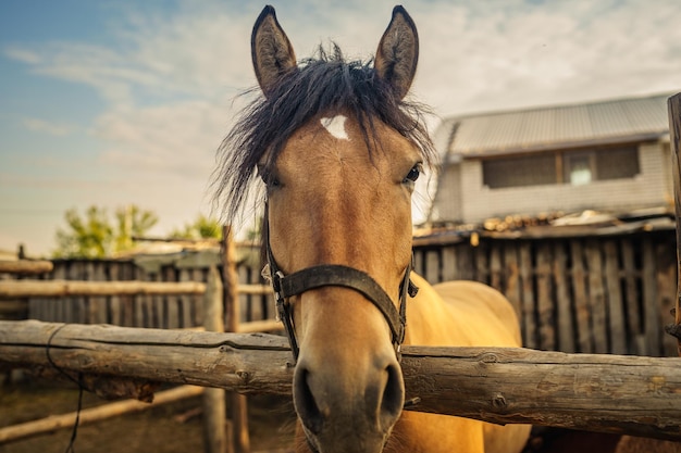 hermoso, caballo marrón, en, el, paddock, retrato, de, un, caballo