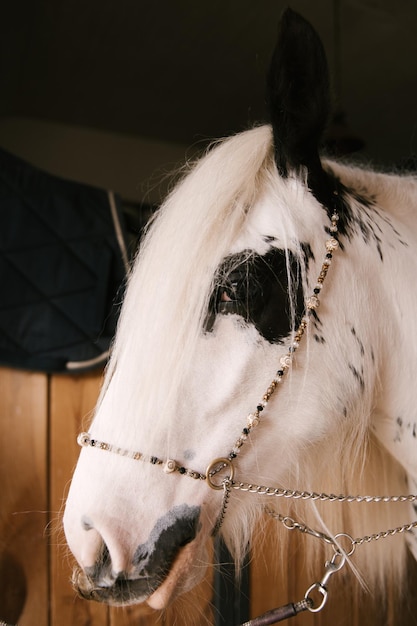 Hermoso caballo moteado blanco decorado con abalorios