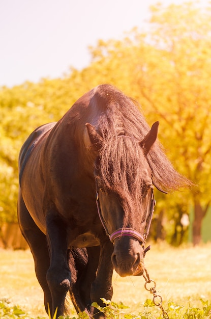 Hermoso caballo negro al aire libre. El concepto de equitación.