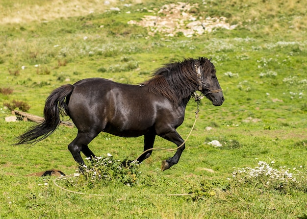 Hermoso caballo negro corriendo en el campo