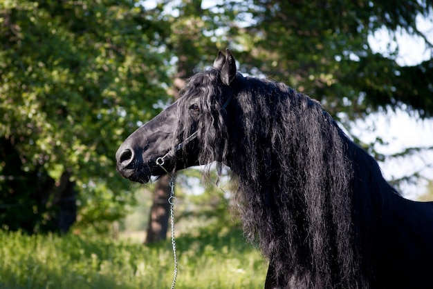 Hermoso caballo negro en el verano en el parque