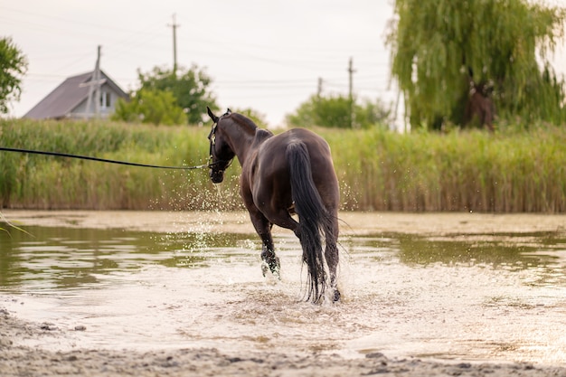 Hermoso caballo oscuro bien cuidado para pasear por el lago. Un caballo corre sobre el agua. Fuerza y belleza