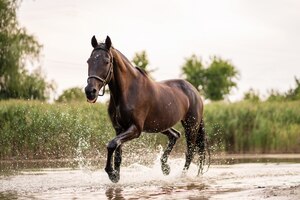 Foto hermoso caballo oscuro bien cuidado para pasear por el lago.