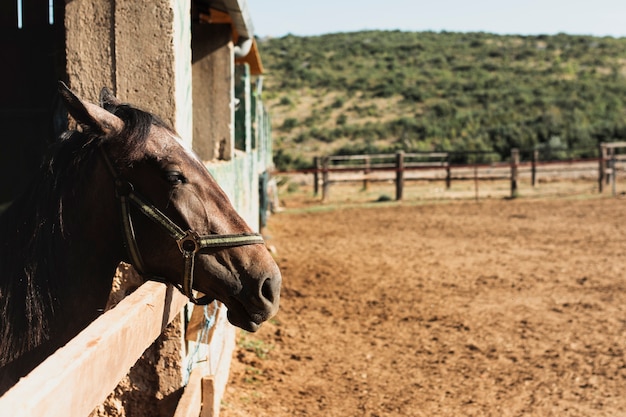 Hermoso caballo de pie con la cabeza fuera del establo