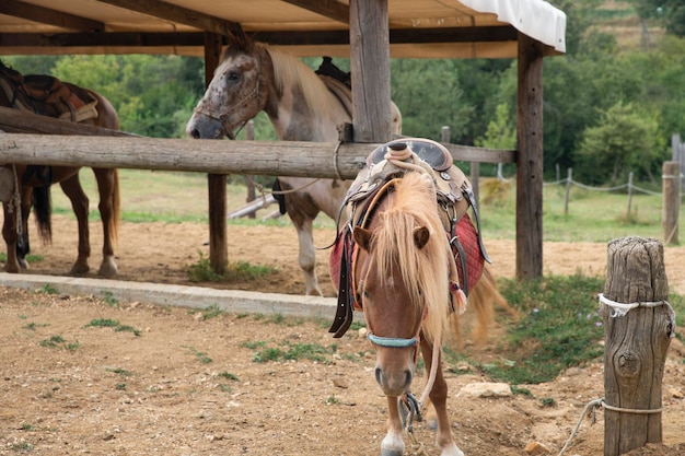 Un hermoso caballo pony en una granja con otros caballos