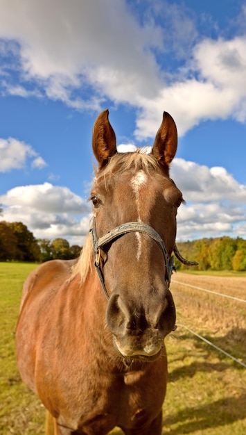 Hermoso caballo de pura sangre en un campo de pradera abierto o pasto afuera