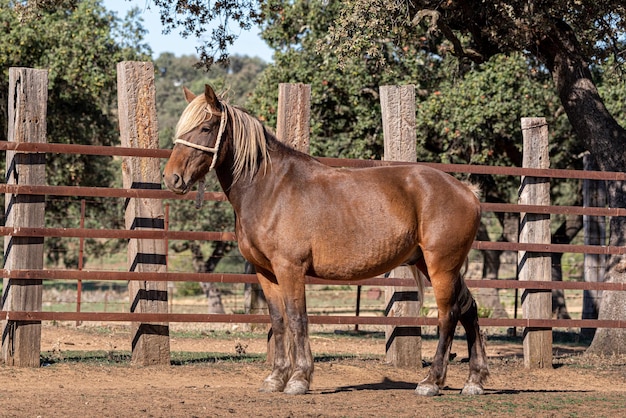 Hermoso caballo de pura sangre español en el rancho