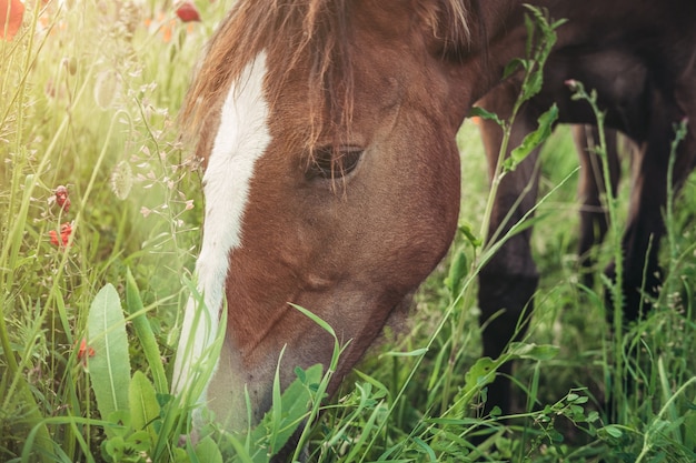 Hermoso caballo rojo con larga melena negra en campo de primavera con flores de amapola. Caballo pastando en la pradera al amanecer. Caballo está caminando y comiendo hierba verde en el campo. Hermoso fondo