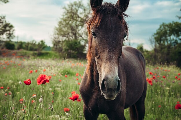 Hermoso caballo rojo con larga melena negra en campo de primavera con flores de amapola. Caballo pastando en la pradera al amanecer. Caballo está caminando y comiendo hierba verde en el campo. Hermoso fondo