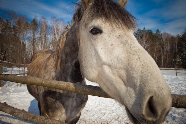 Hermoso caballo sobre un fondo de un paisaje de invierno