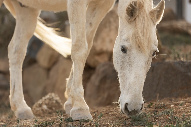 Hermoso caballo unicornio en la naturaleza