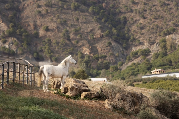 Hermoso caballo unicornio en la naturaleza