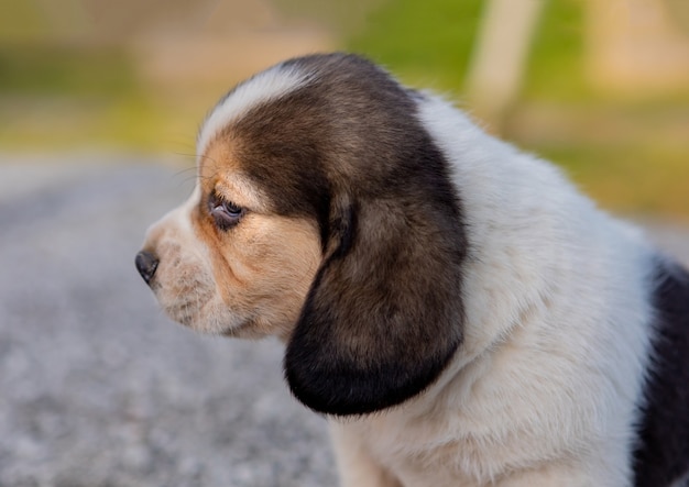 Hermoso cachorro beagle en el jardín