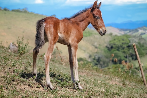 hermoso cachorro de caballo marrón