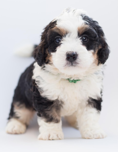 El hermoso cachorro exuda puro encanto con sus ojos encantadores y su pelaje esponjoso