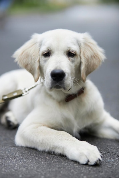 Un hermoso cachorro de un golden retriever yace en el pavimento Retrato de un perro golden retriever