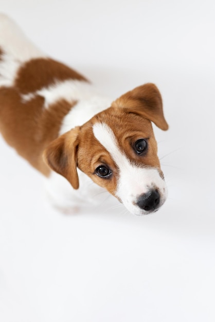 Hermoso cachorro Jack Russell Terrier aislado sobre fondo blanco.