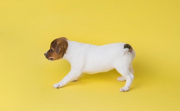 Un hermoso cachorro Jack Russell terrier de pura raza sobre un fondo amarillo Una foto de un perro doméstico tomada en el estudio