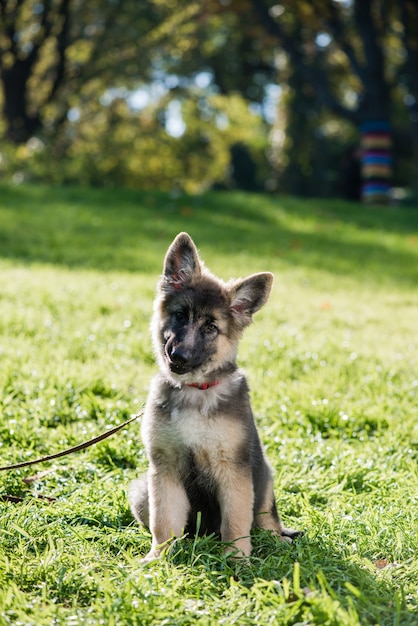 Hermoso cachorro juguetón en el prado de hierba verde