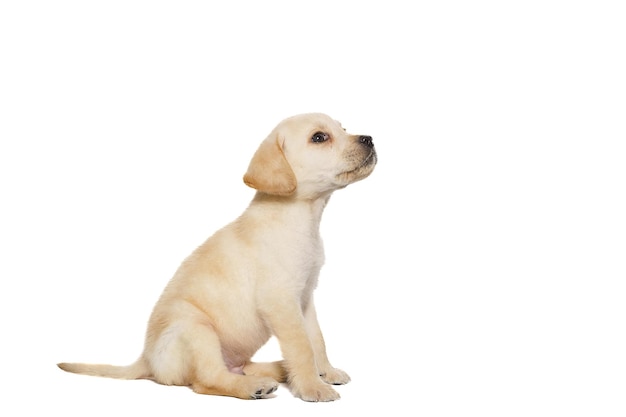 Un hermoso cachorro de labrador amarillo sentado sobre un fondo blanco