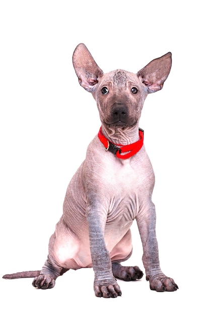 Hermoso cachorro de perro desnudo mexicano sentado en un collar rojo. Aislado sobre fondo blanco.