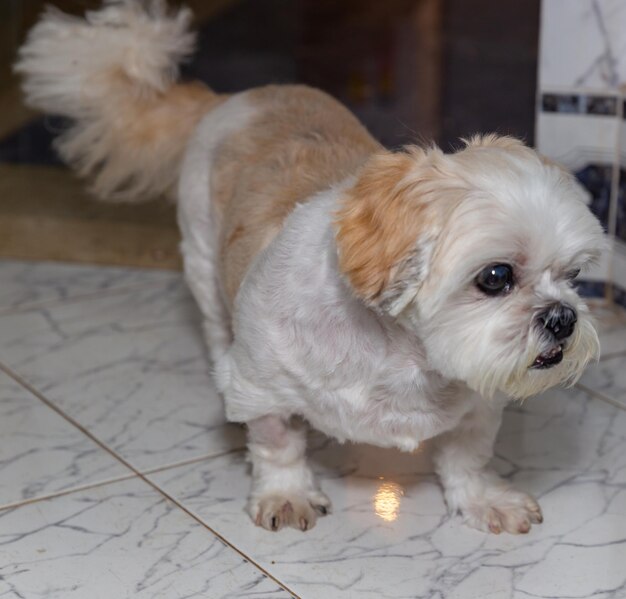 Foto hermoso cachorro de shih tzu solo en enfoque selectivo