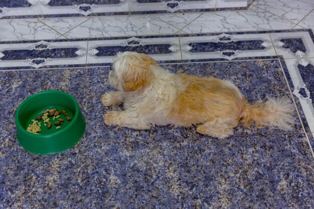 Foto hermoso cachorro de shiitzu relajándose en el suelo