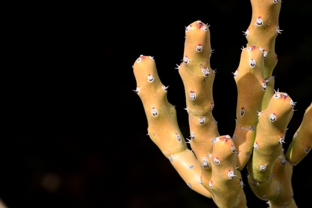 Un hermoso cactus espinoso con espacio para copiar