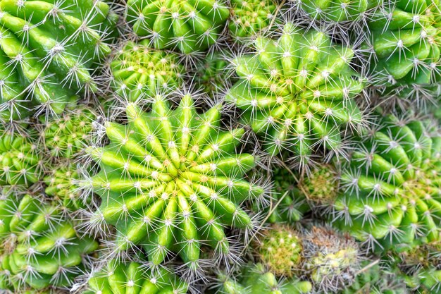 Hermoso cactus en jardín. Ampliamente cultivada como planta ornamental. Primer plano de enfoque selectivo.