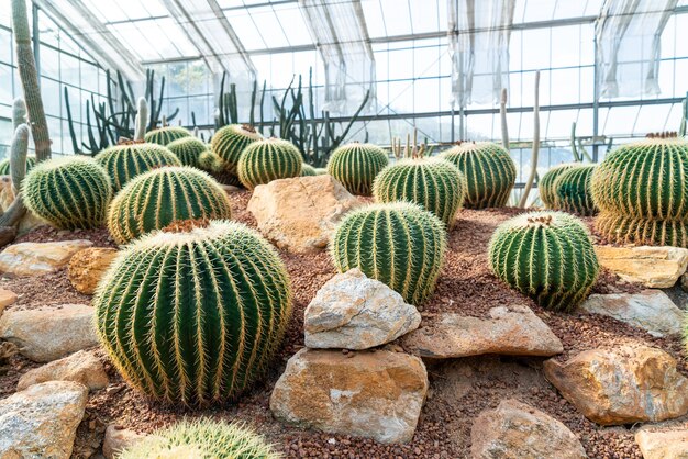 Hermoso cactus en el jardín en el jardín botánico Queen Sirikit de Chiang Mai, Tailandia