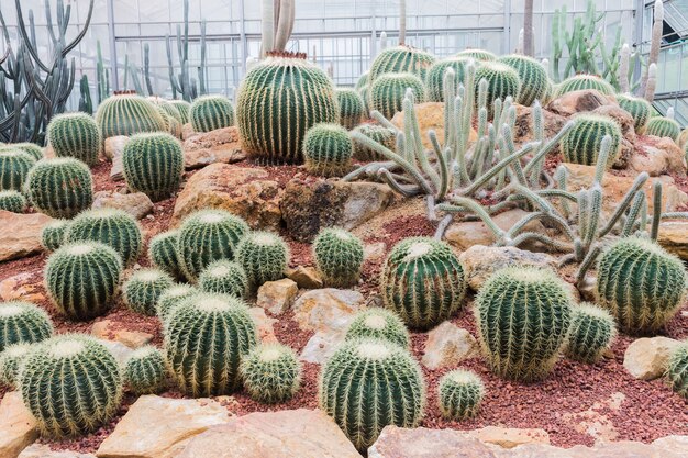 Hermoso cactus en el jardín