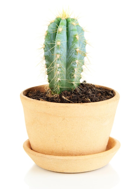 Hermoso cactus en maceta aislado en blanco