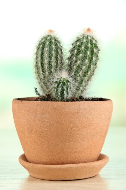 Hermoso cactus en maceta sobre mesa de madera